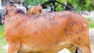 Lumpy skin disease vaccine