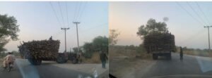 Timber Mafia Forest Police